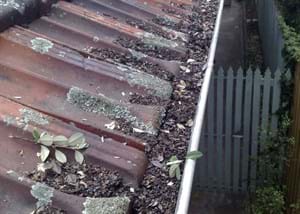 gutter cleared & down pipes flushed