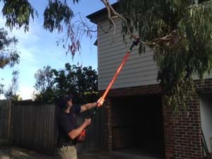 high branches trimmed